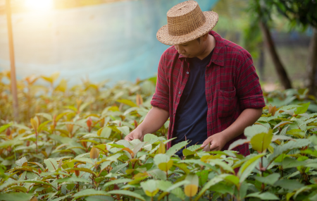 Harvesting